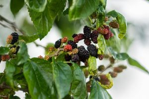 Mulberry fruit, spring, eat — All about Marijuana Gummies