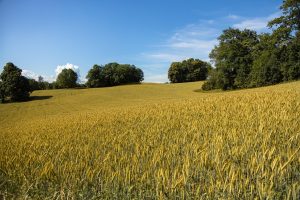 Wheat field, hill, agriculture — Brody Shulman Upholding Excellence in Labor and Employment Law Practice