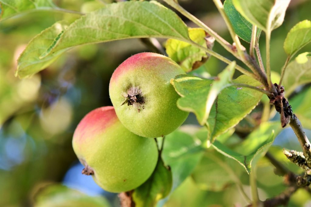 Apple, fruits, food — Facelift Northern Virginia Supports Graceful Aging