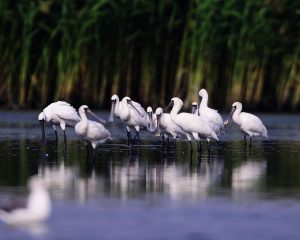 Birds, ornithology, spoon-bill — Go for Christmas Gift Baskets for Loved Ones