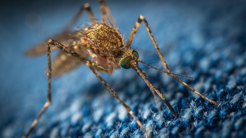 Mosquito, insect, bloodsucker — Rat Control Using Methods That Protect Family, Pets, and Environment