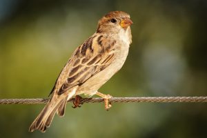 Sparrow, bird, perched — Rolex Replicas vs. Authentic: What You Need to Know