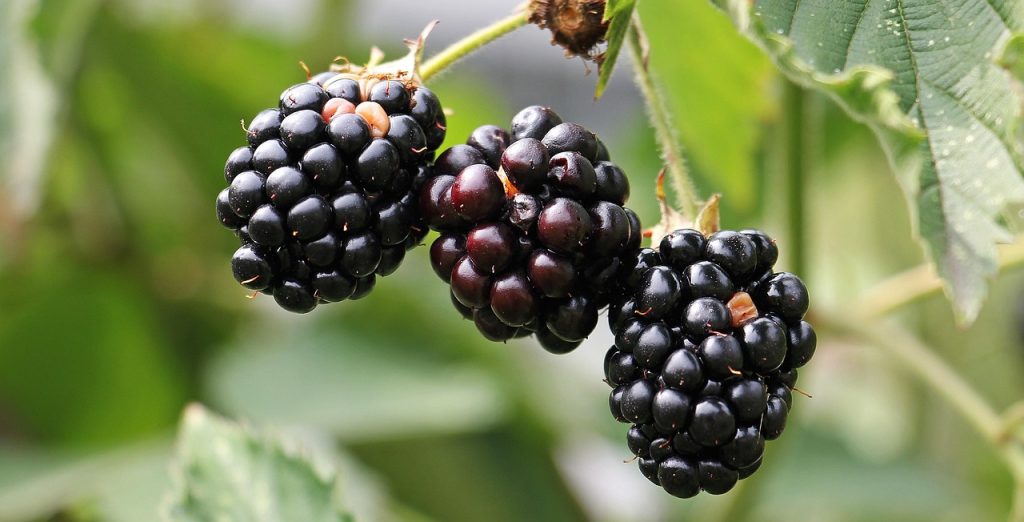 Blackberries, bramble, berries — The Pros And Cons When I Buy My weed Online