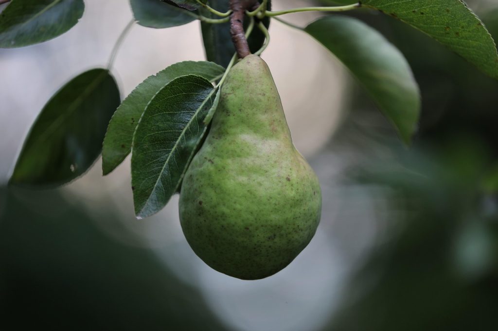 Pear, fruit, food — The Wonderful World of Lemon Tek Gummies and What They Have to Offer