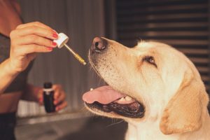 Cbd oil, dog, pet — Why Online Dispensaries Are Rapidly Growing Across Canada