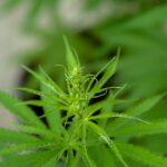 Close-up of a cannabis plant with green leaves and budding flowers