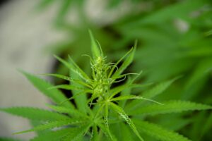 Close-up of a cannabis plant with green leaves and budding flowers