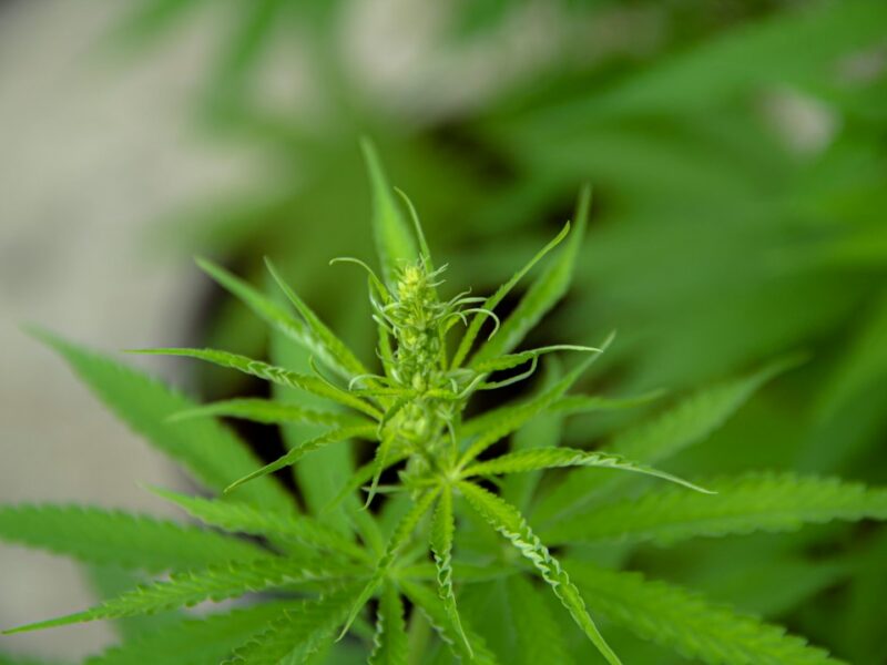 Close-up of a cannabis plant with green leaves and budding flowers