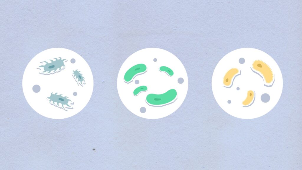 soil microbes diversity