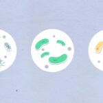 Soil microbes diversity: Proven impact on ecosystem health