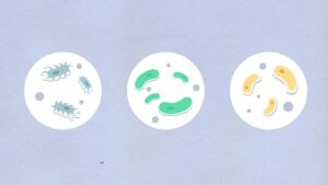 soil microbes diversity